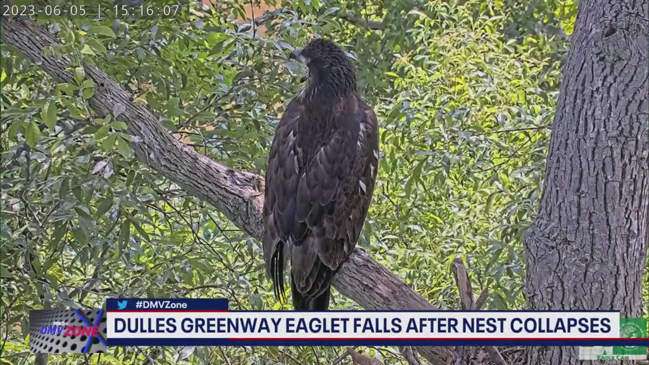 Dulles Greenway eaglet falls after nest collapse