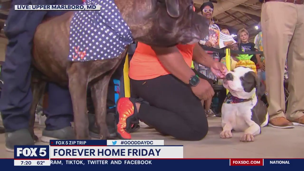 Forever Home Friday from Upper Marlboro