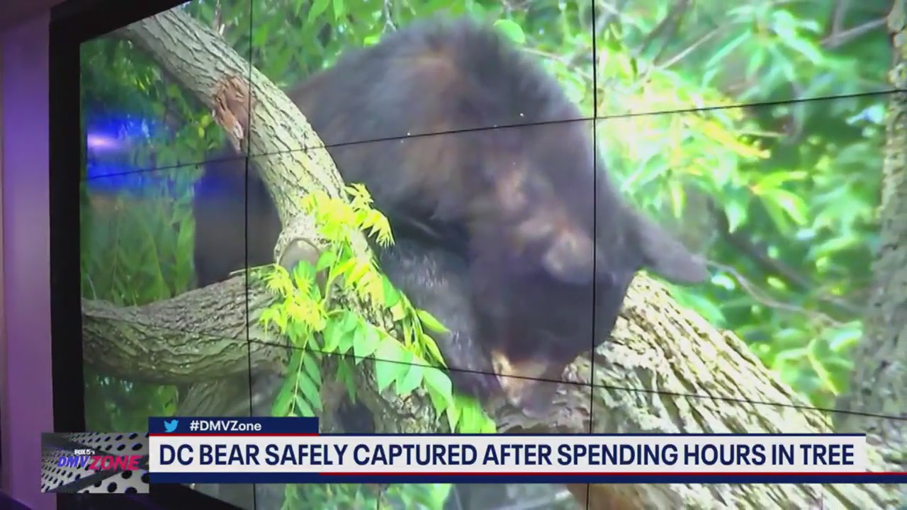 DC bear safely captured after spending hours in a tree