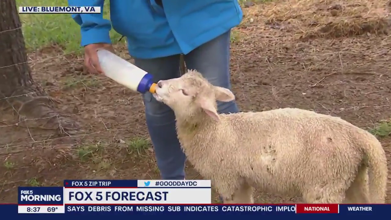 Out with the animals in Bluemont!