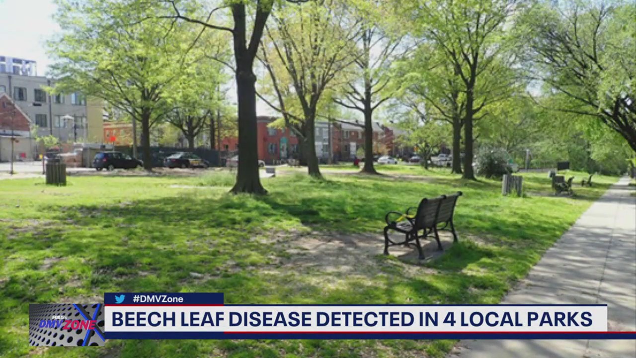 Beech leaf disease detected in four local parks