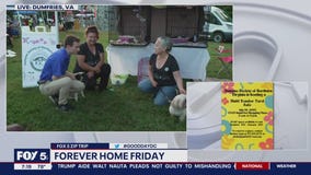 Forever Home Friday from Dumfries!