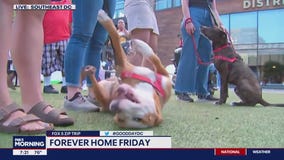 Forever Home Friday at Navy Yard!