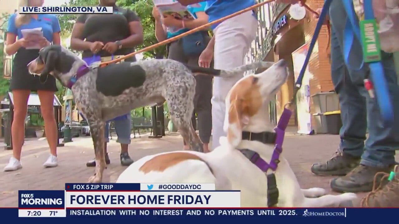 Forever Home Friday in Shirlington!