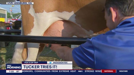 Tucker Tries It: Milking a cow