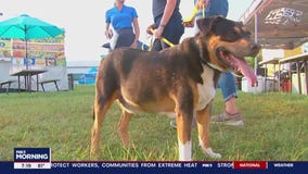 Forever Home Friday in Leesburg!