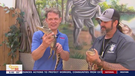 Hanging with gators in Leesburg with the Gator Boys!