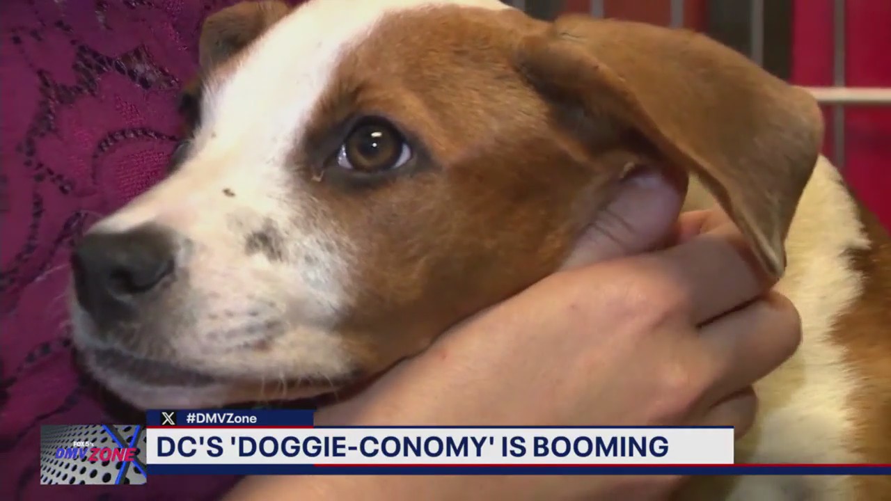 DC's 'Doggie-Conomy' is booming