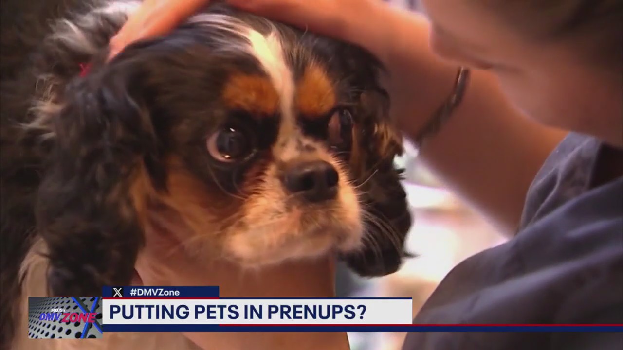 Putting pets in prenups?
