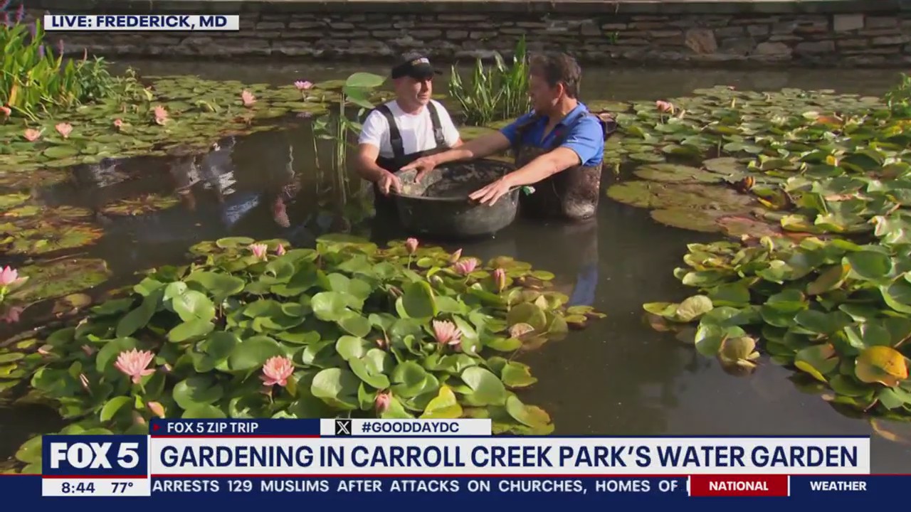 Gardening in Carroll Creek Park?s water garden