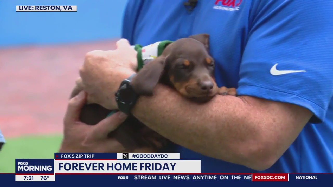 Forever Home Friday in Reston!