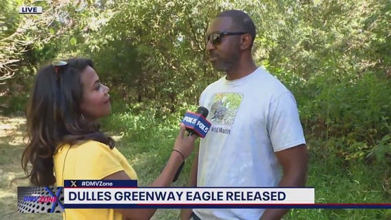Dulles Greenway eagle released