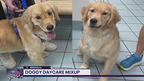 Doggy daycare mixup