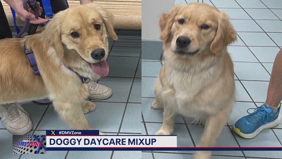 Doggy daycare mixup