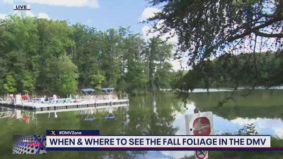 When and where to see the fall foliage in the DMV