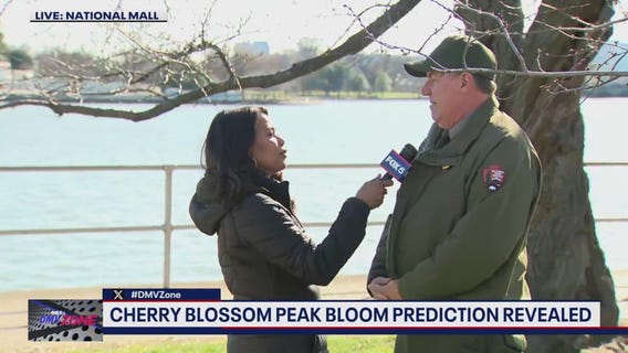 Cherry Blossom peak bloom prediction revealed