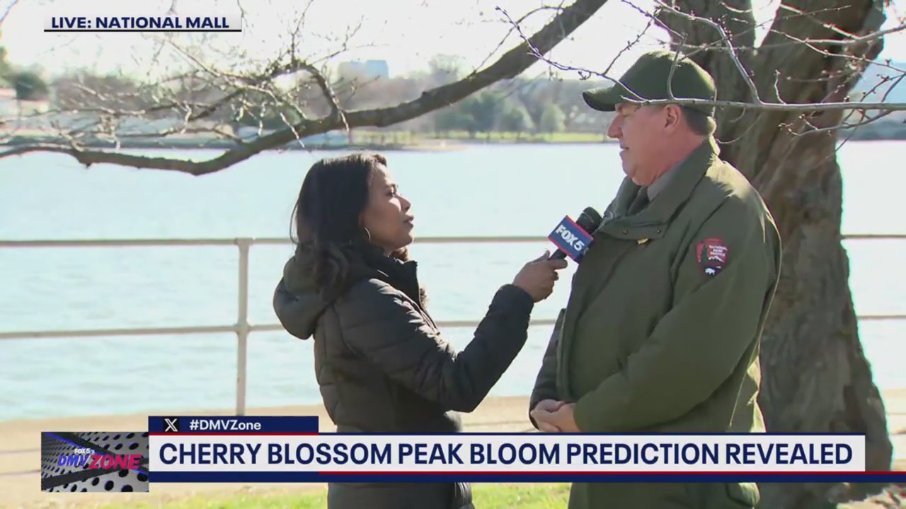 Cherry Blossom peak bloom prediction revealed