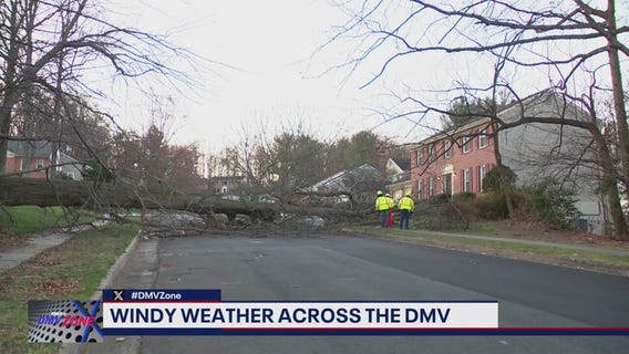 Windy weather brings trees down across DMV