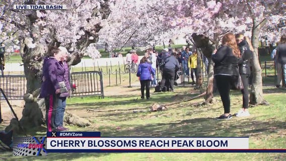 D.C.'s Cherry Blossoms reach peak bloom