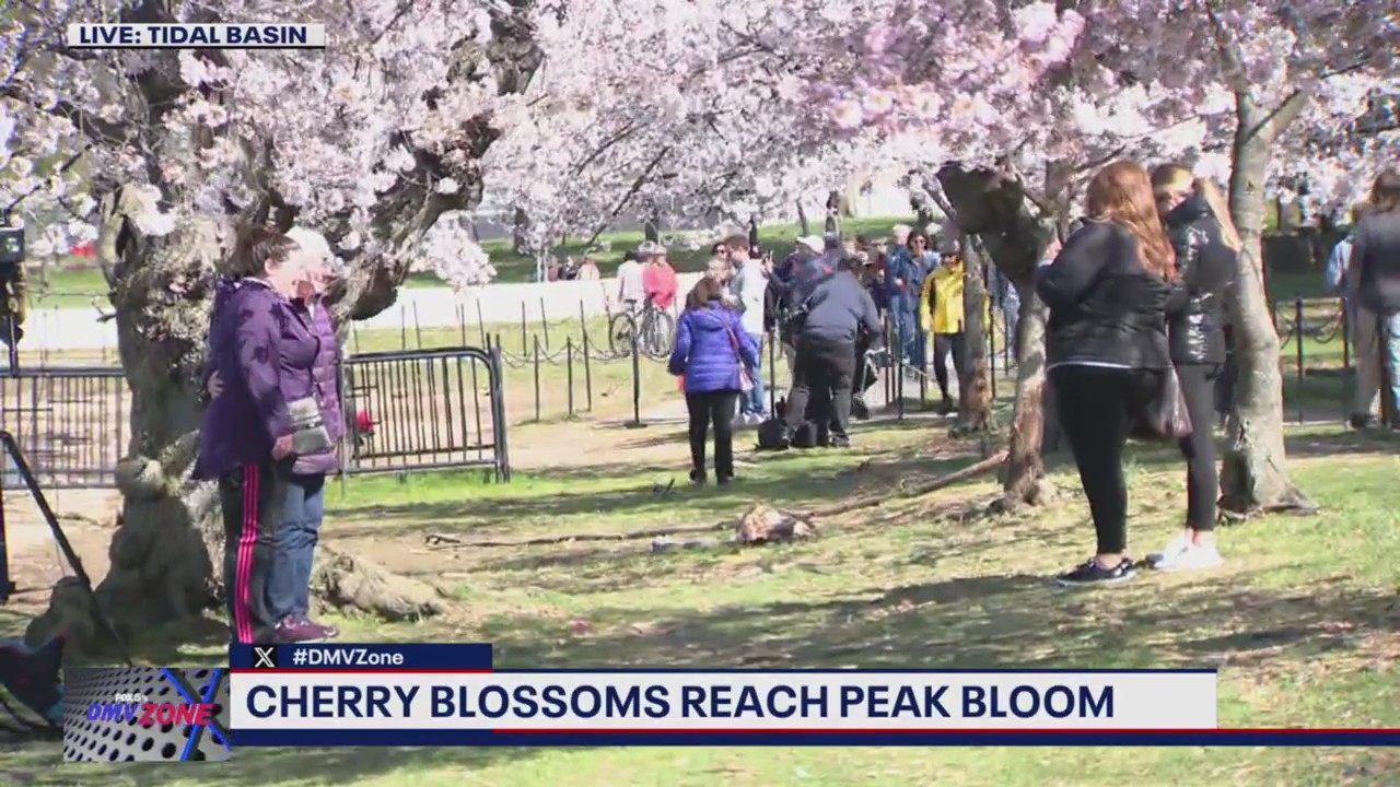 D.C.'s Cherry Blossoms reach peak bloom