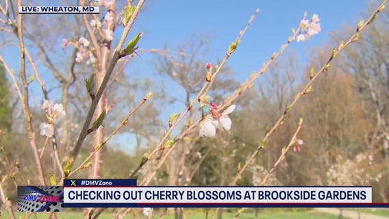 Cherry Blossoms at Brookside Gardens