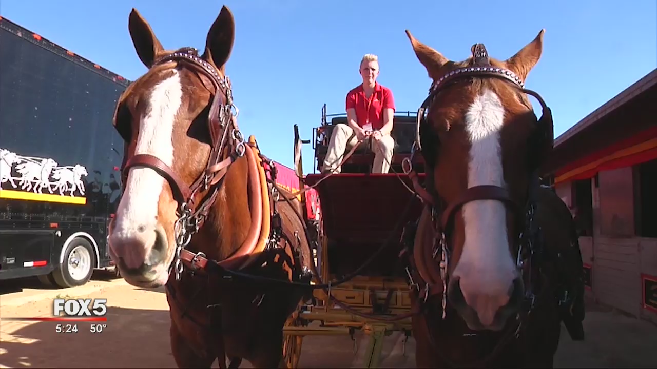 Wells Fargo horse has special relationship to UGA