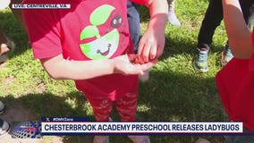 Chesterbrook Academy Preschool releases ladybugs on Earth Day
