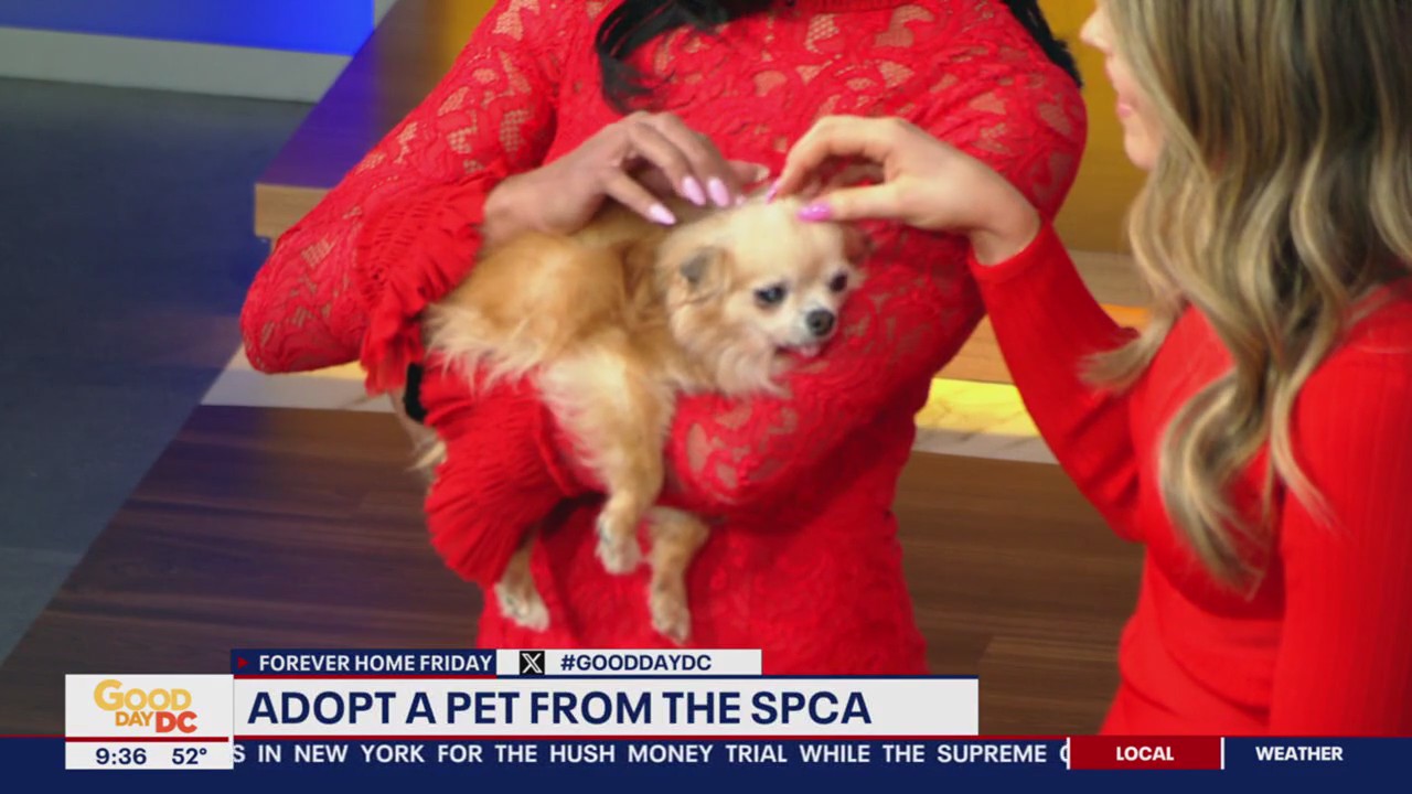 Forever Home Friday: Meet Teddy!