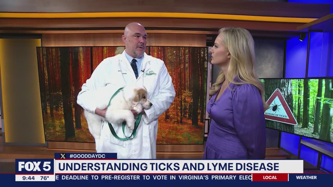 How to protect your dog from fleas and ticks