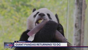 Giant pandas heading to DC
