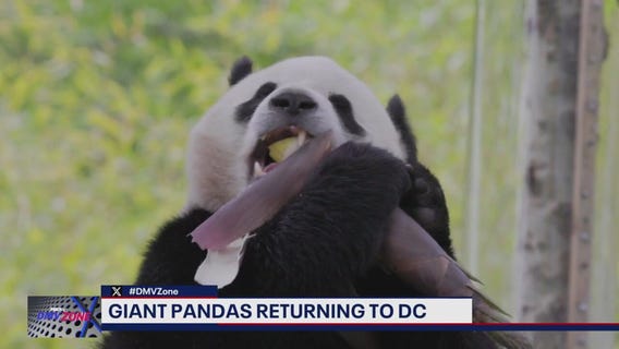Giant pandas heading to DC