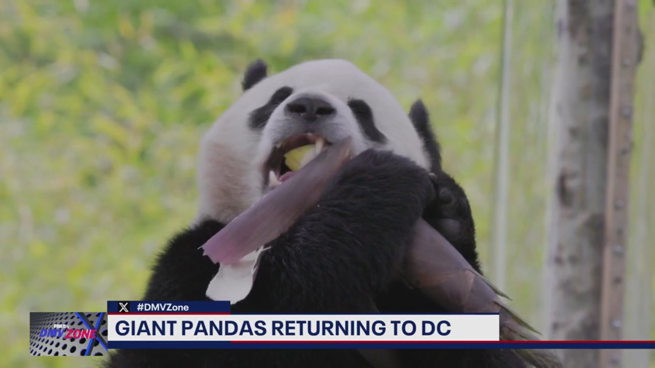 Giant pandas heading to DC