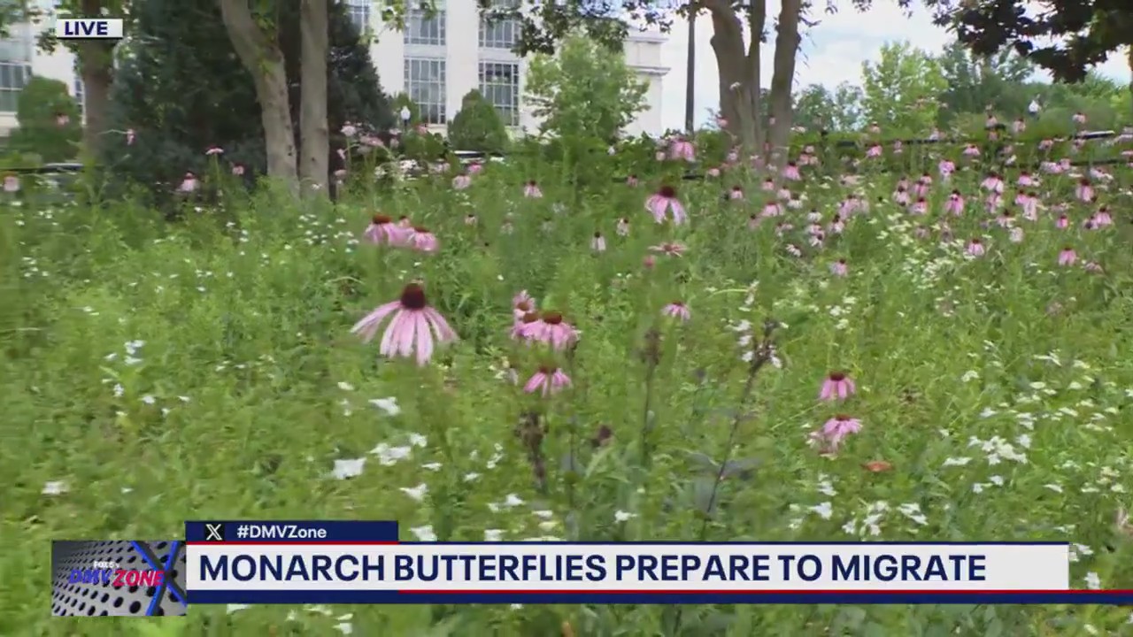 Monarch butterflies prepare to migrate