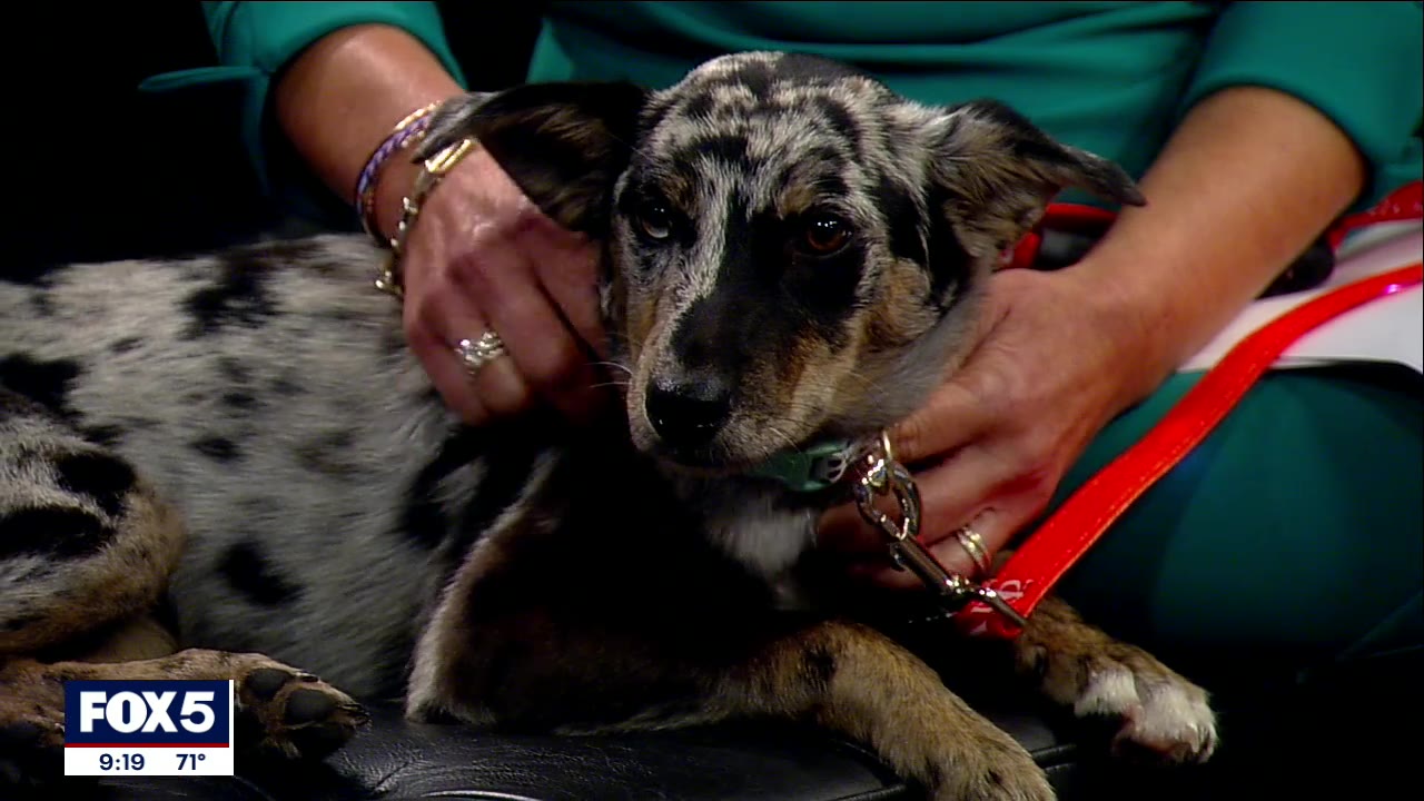 The joy of adopting a senior dog