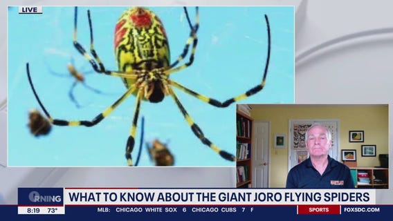 What you need to know about the giant Joro flying spider
