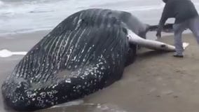 Dead whale (courtesy of Greg Maggio)