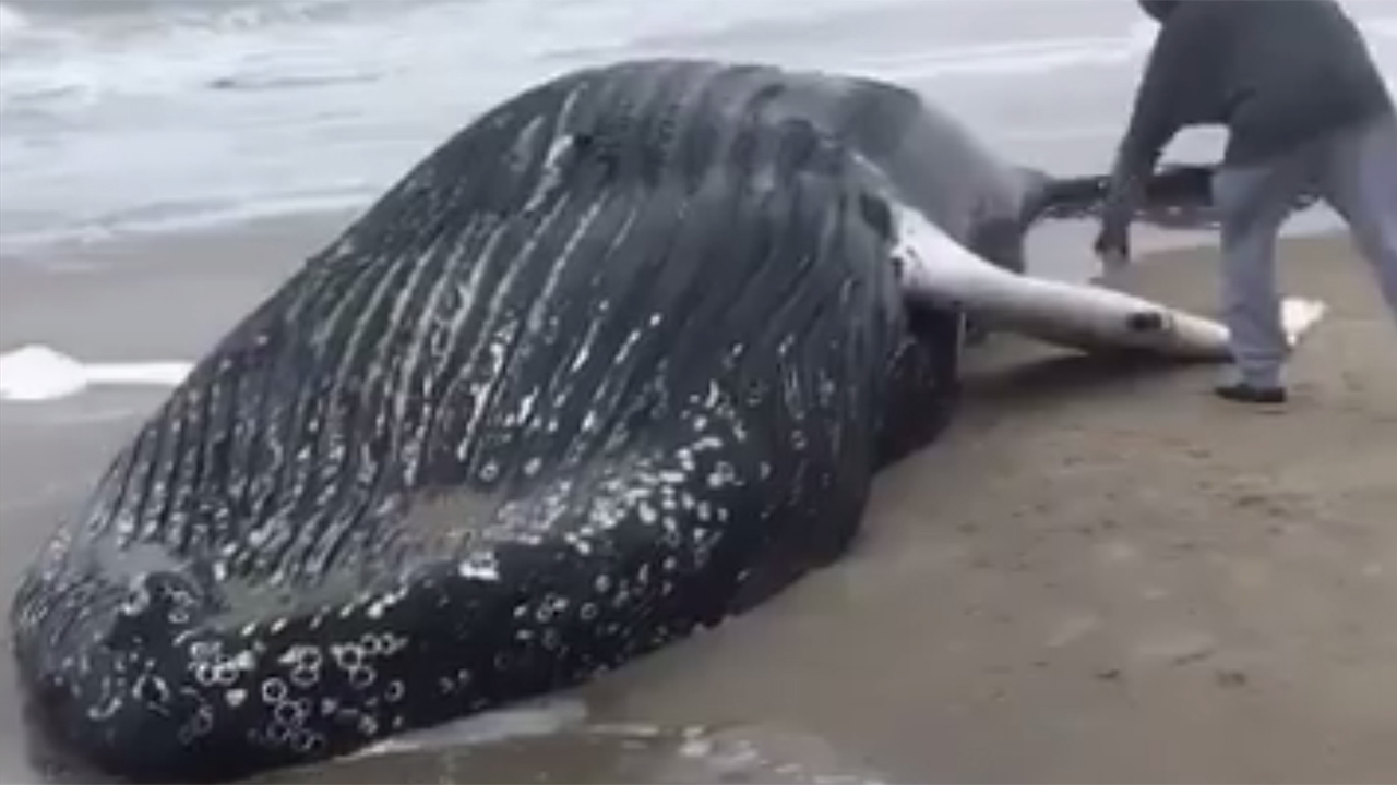 Dead whale (courtesy of Greg Maggio)