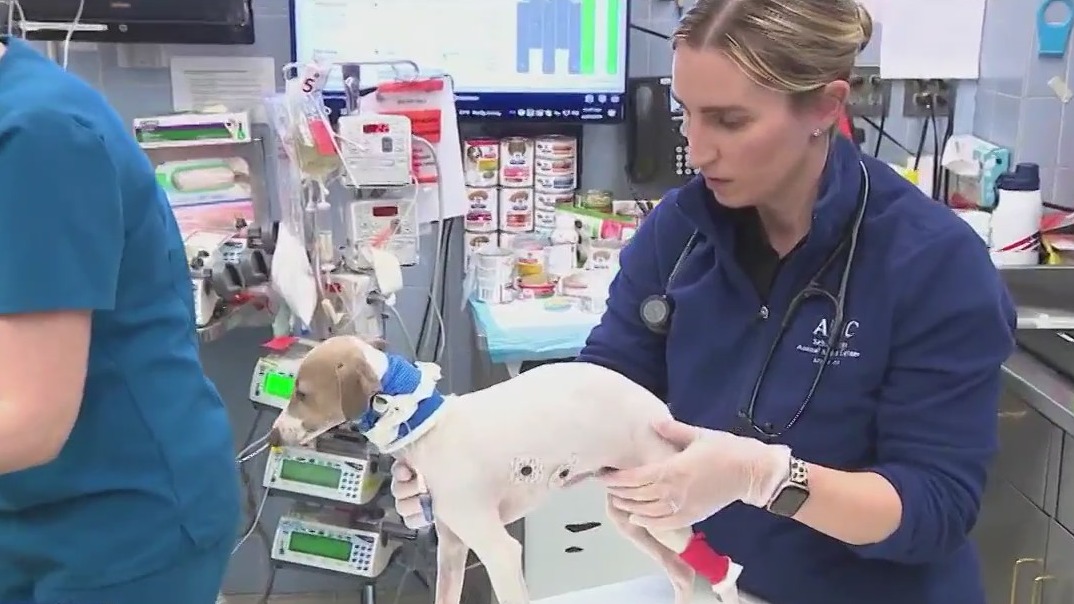 NYC's animal trauma center