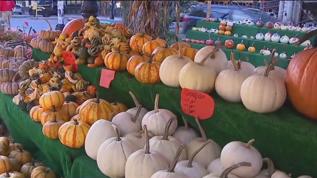 Greg?s Great Pumpkin Patch in Brooklyn