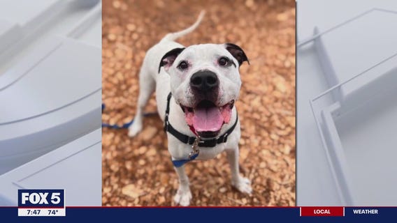 Loudoun County Animal Services hosts annual ?Clear the Shelters?