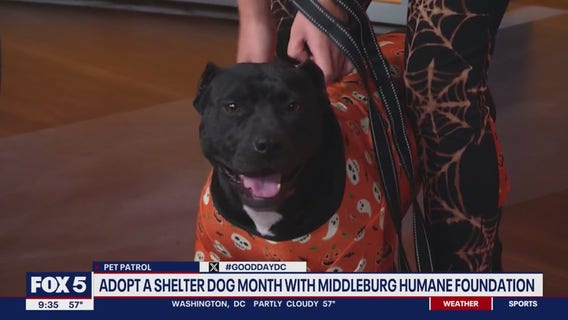 Adopt a Shelter Dog Month with the Middleburg Humane Foundation