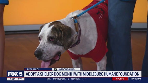 Adopt a Shelter Dog Month with Middleburg Humane Foundation