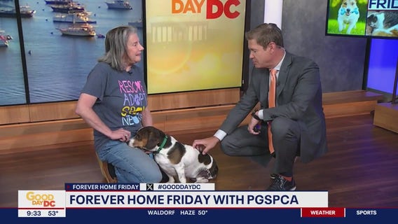 Forever Home Friday with PGSPCA
