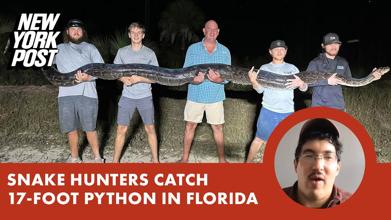 Snake hunters catch 17-foot python