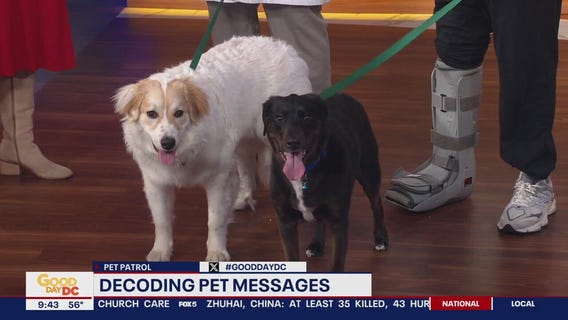 Decoding pets messages