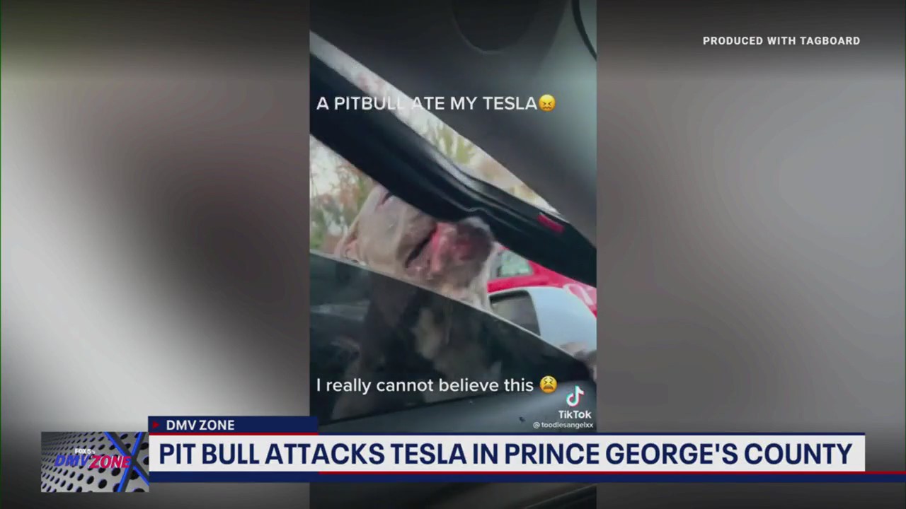 Should pit bull bans be allowed?