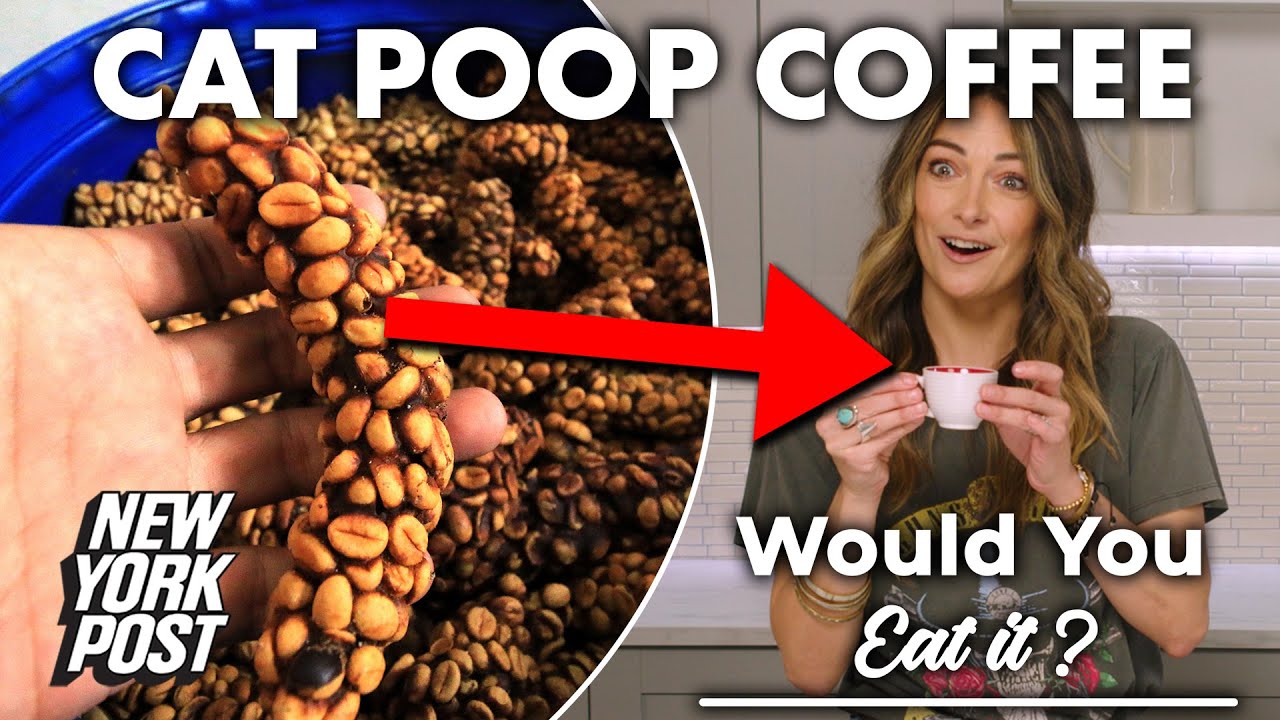 Cat poop coffee taste test will turn your stomach