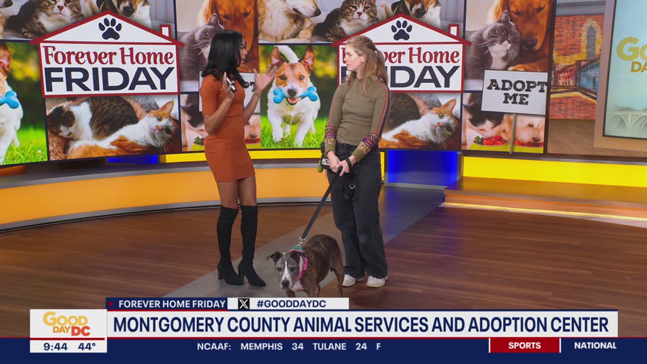 Forever Home Friday with Montgomery County Animal Services and Adoption ...