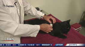 Treating diabetes in pets