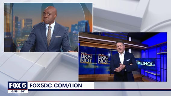 LION: November 15, 2024